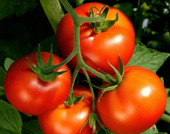 บริษัท เซ็นต้า เอ็นเนอร์จี จำกัด